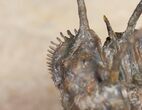 Flying Ceratonurus Trilobite - Foum Zguid #9533-6